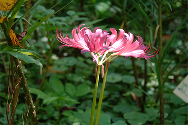 DSC09046_R