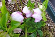 DSCF1009_R