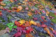 DSCF7504_R