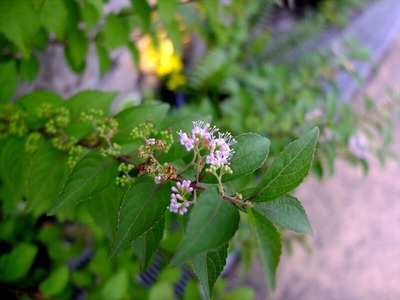 DSCF4715_R