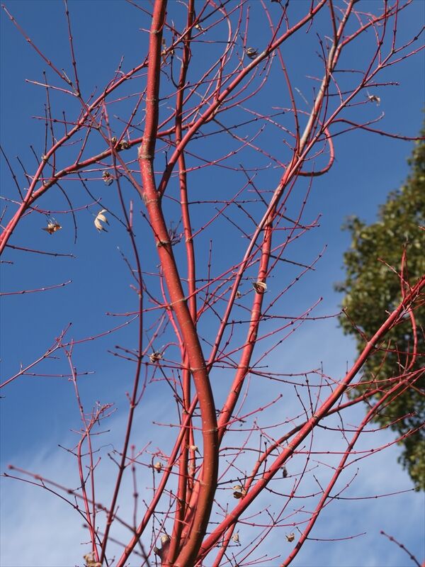 藍川京 の部屋 横浜イングリッシュガーデン 冬景色 Livedoor Blog ブログ 藍川京 の部屋 横浜イングリッシュガーデン 冬景色 Livedoor Blog ブログ