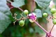 DSCF4994_R