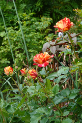 DSC07601_R