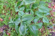 DSCF2232_R