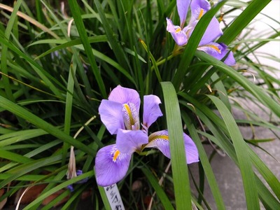DSCF1250_R
