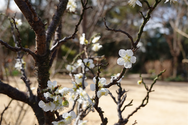 DSC00250_R