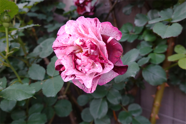 DSC07130_R