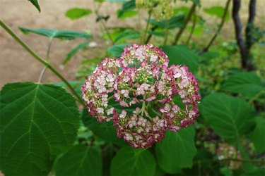 DSC08079_R