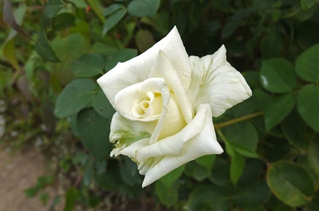 DSCF5886_R