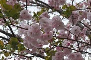 DSCF2412_R