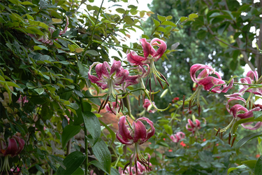 DSC03211_R