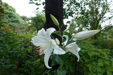 DSC08532_R