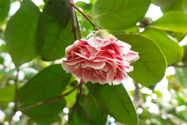 DSC06027_R