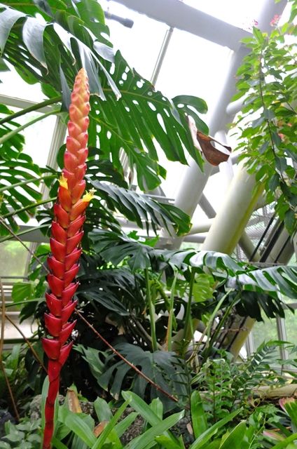 藍川京 の部屋 京都府立植物園 18 奇妙な温室の花たち Livedoor Blog ブログ 藍川京 の部屋 京都府立植物園 18 奇妙な温室の花たち Livedoor Blog ブログ