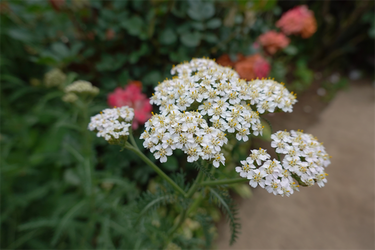 DSC08026_R