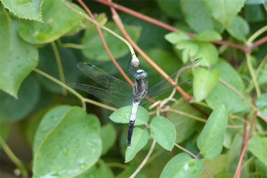 DSC08827_R