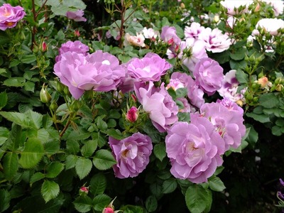 DSCF2536_R