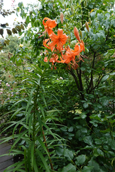 DSC08530_R