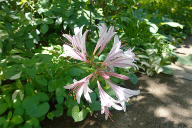DSC09010_R