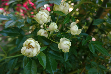 DSC07716_R