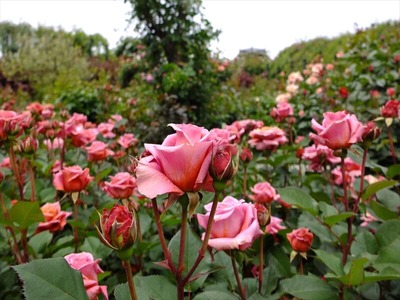 DSCF2517_R
