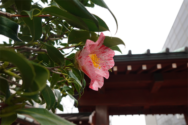 DSC05787_R