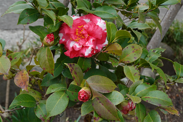 DSC05807_R