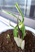DSCF0440_R