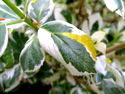 DSCF2235_R