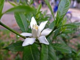 DSCF4728_R