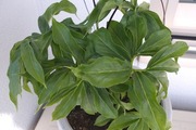 DSCF0391_R