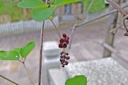 DSCF2402_R