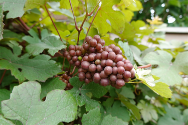 DSC02996_R
