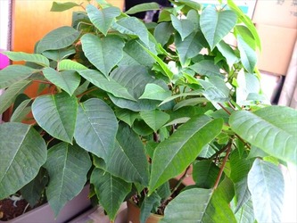 DSCF6234_R