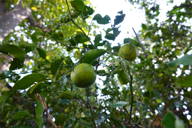 DSC03417_R