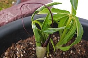 DSCF1711_R