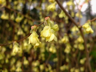 DSCF1399_R
