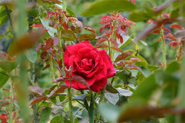 DSC09315_R