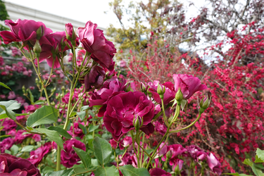 DSC07636_R