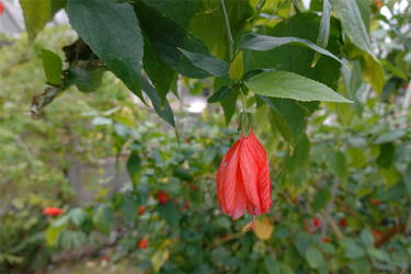 DSC00033_R