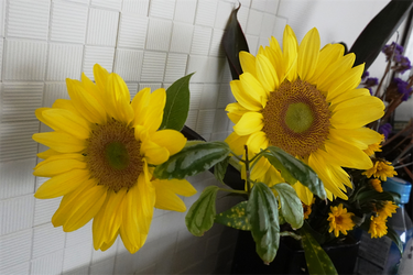 DSC09212_R