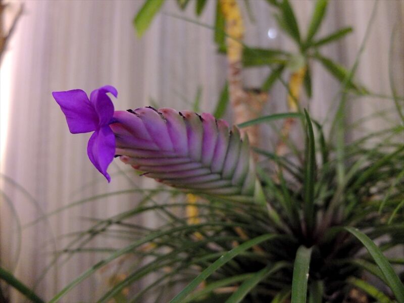 藍川京 の部屋 我が家の植物 ハナアナナス ミニヤシの花 Livedoor Blog ブログ