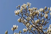 DSCF1474_R