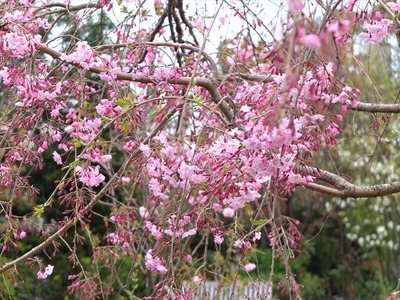 DSCF5331_R