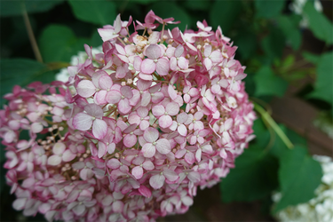 DSC08297_R