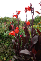 DSC08597_R