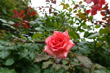 DSC08525_R