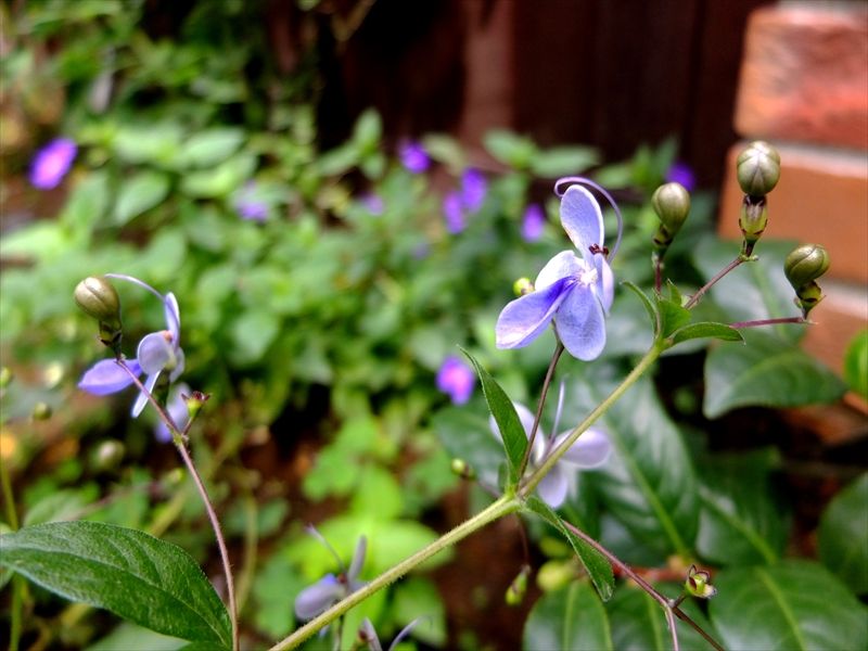 藍川京 の部屋 横浜イングリッシュガーデン 蝶と花 ヤナギハナガサ バタフライフィッシュ ガウラ Livedoor Blog ブログ