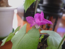 DSCF6271_R