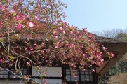 DSCF2077_R